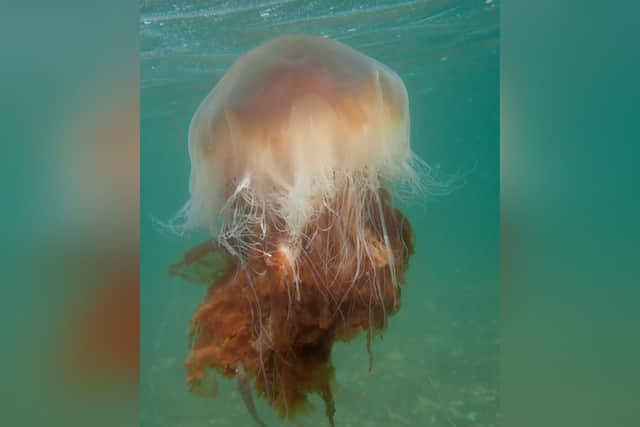 Barbara Caldwell's picture of a Lions Mane jellyfish off Sandsend.