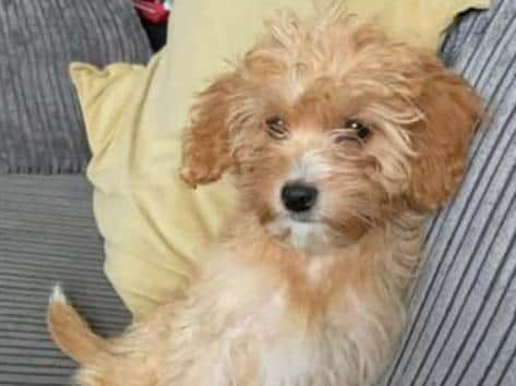 Minnie was just ten weeks old when she was found on a travellers site and is in need of specialist surgery