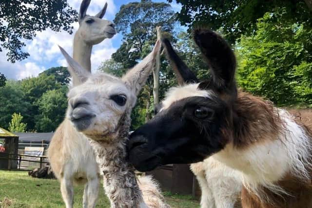 The team at Sewerby Hall and Gardens zoo has announced the birth of a new female Llama cria, born on Thursday, September 16.
