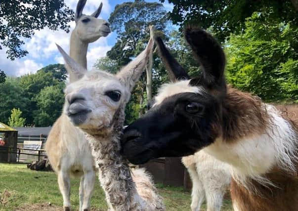 The team at Sewerby Hall and Gardens zoo has announced the birth of a new female Llama cria, born on Thursday, September 16.