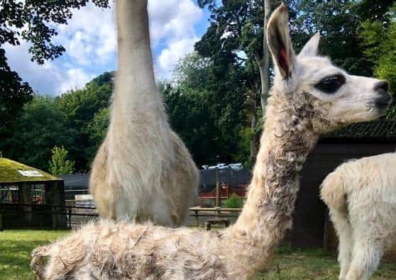 The team at Sewerby Hall and Gardens zoo has announced the birth of a new female Llama cria, born on Thursday, September 16.