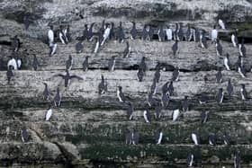Guillemots (pictured at RSPB Bempton), puffins, razorbills and kittiwakes have been found at various locations along the North Sea Coast.