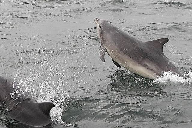 Dolphins off Scarborough. Photo courtesy of conservationist Stuart Baines, who runs the Scarborough Porpoise Facebook page.