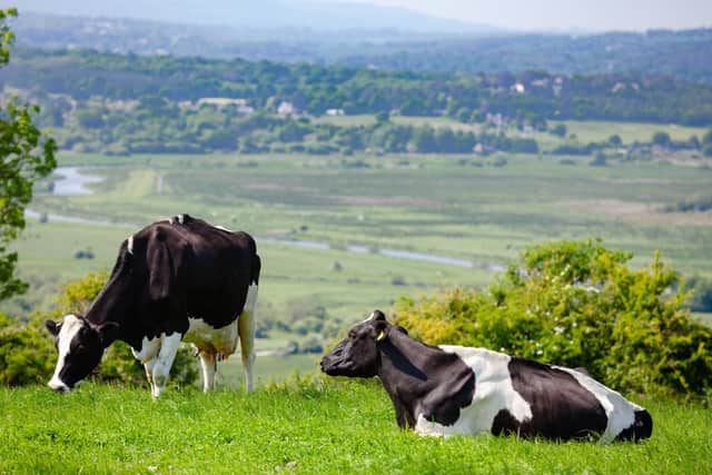 Grazing cattle. (Shutterstock)