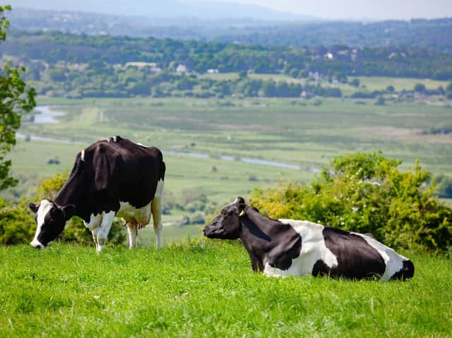 Grazing cattle. (Shutterstock)