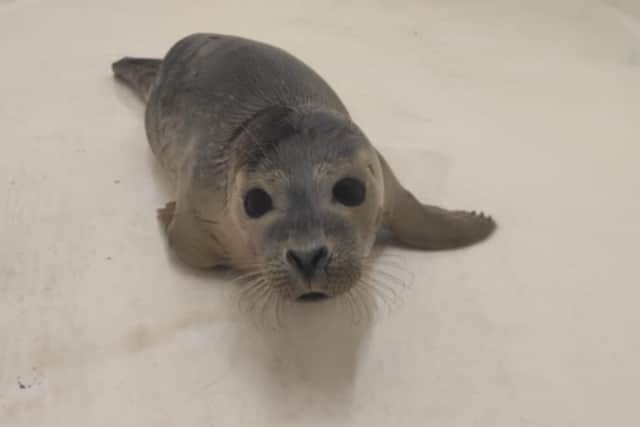 Buzzard the common seal pup is on the road to recovery in Scarborough. (Photo: Sea Life Scarborough)