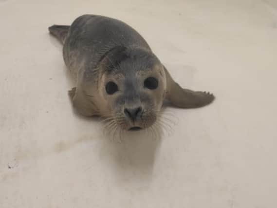 Buzzard the common seal pup is on the road to recovery in Scarborough. (Photo: Sea Life Scarborough)