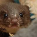 Robert E Fuller is currently looking after another rescued weasel kit and is asking people to suggest names.