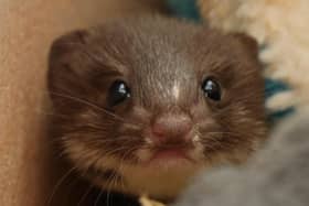 Robert E Fuller is currently looking after another rescued weasel kit and is asking people to suggest names.