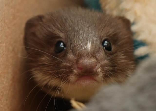 Robert E Fuller is currently looking after another rescued weasel kit and is asking people to suggest names.