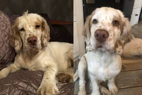 The missing spaniel. (Humberside Police)