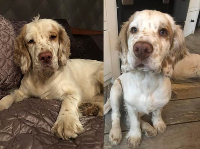 The missing spaniel. (Humberside Police)