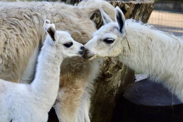 The baby llama at Sewerby Hall and Gardens’ zoo has been called Nancy.