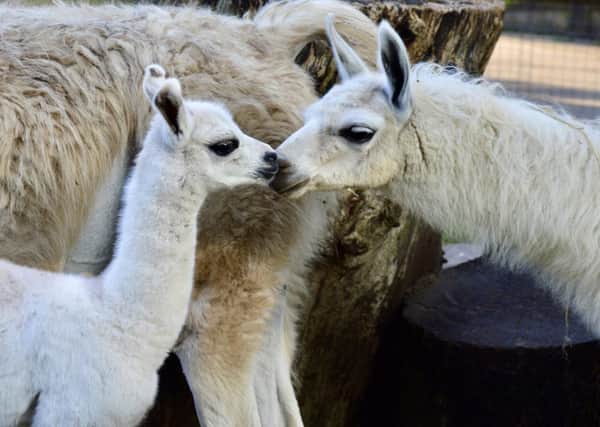 The baby llama at Sewerby Hall and Gardens’ zoo has been called Nancy.
