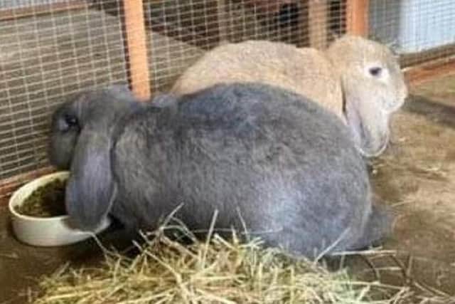 These two giant rabbits called Mable and Annie are a bonded pair of females who are looking for their fur-ever home. They are currently in the care of the Bridlington, Driffield and district branch of the RSPCA.