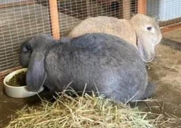 These two giant rabbits called Mable and Annie are a bonded pair of females who are looking for their fur-ever home. They are currently in the care of the Bridlington, Driffield and district branch of the RSPCA.