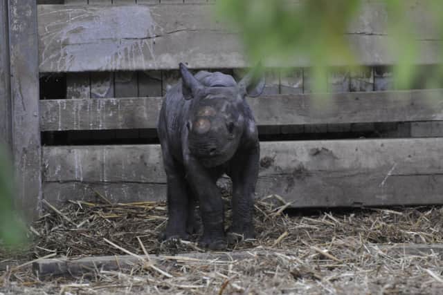 The baby Eastern Black Rhino. Photos: James Mulryan.
