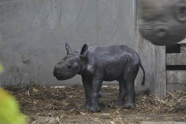 The baby Eastern Black Rhino is the first to be born in Yorkshire. Photos: James Mulryan.