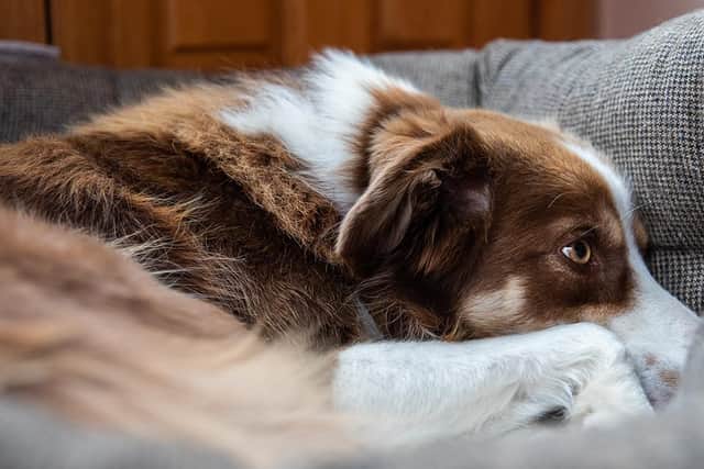 The Kennel Club have shared new research which shows how many pets in Yorkshire and the Humber are affected by the firework season. (Credit: The Kennel Club)