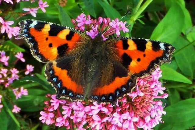 Red Admiral butterfly spotted on the walk.
