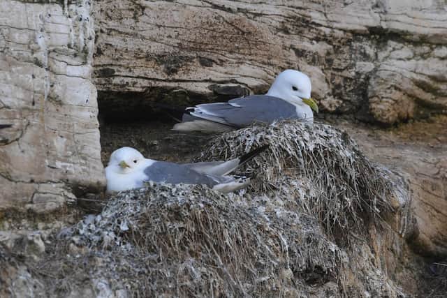Kittiwakes nesting on the cliffs at nearby Bempton Picture Simon Hulme