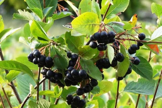 There are a wide range of shrubs and plants with berries which ripen in autumn including winterberry, crab apples, red-twig dogwood, beautyberry, elderberry and chokeberry