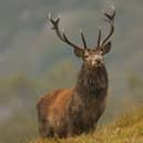 Thixendale wildlife artist Robert E Fuller is set to feature on BBC 1’s The One Show tonight (7pm). Photo courtesy of Robert E Fuller