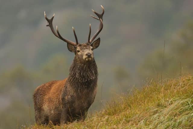 Thixendale wildlife artist Robert E Fuller is set to feature on BBC 1’s The One Show tonight (7pm). Photo courtesy of Robert E Fuller