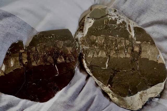 The ichthyosaur vertebrae found by Liam Langley at Kettleness