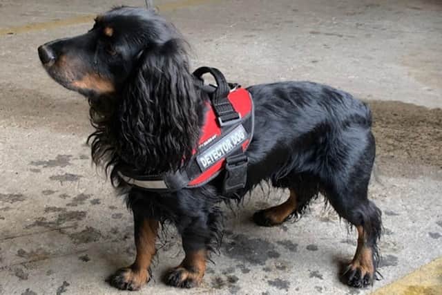 Specialist sniffer dogs were used to uncover the illicit tobacco which was concealed in a wall cavity. (Photo: North Yorkshire County Council)