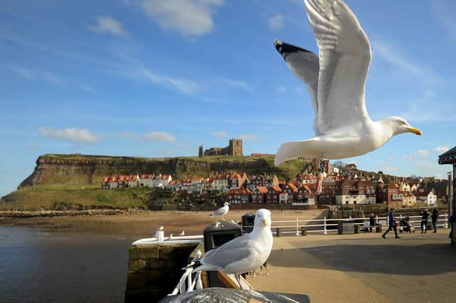 Seagulls around the Bandstand in Whitby.