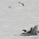 Bottlenose dolphins in Scarborough. Photograph taken before December.