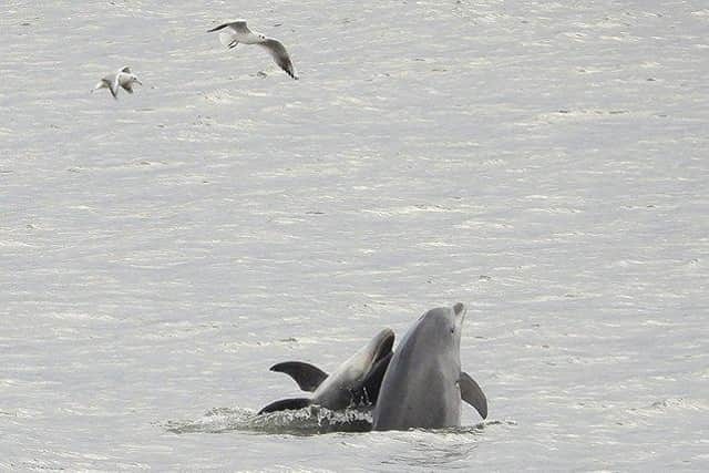 Bottlenose dolphins in Scarborough. Photograph taken before December.
