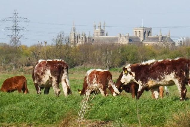 Andrew Cole's shot from Stanground backwater.