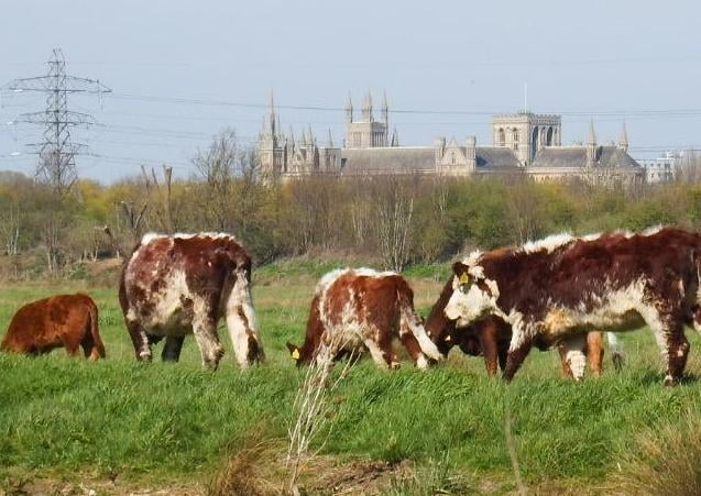 Andrew Cole's shot from Stanground backwater.
