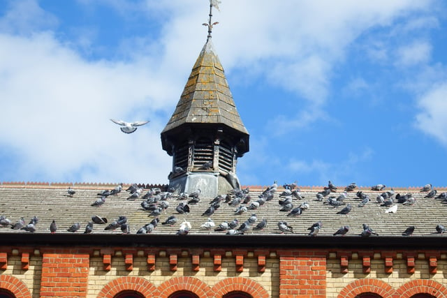 Andrew Cole's shot of pigeons on a city centre rooftop