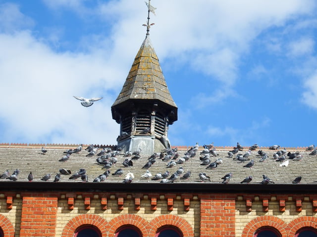 Andrew Cole's shot of pigeons on a city centre rooftop