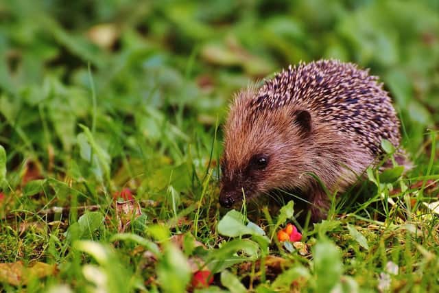 These are top 7 ways to attract wildlife to your garden