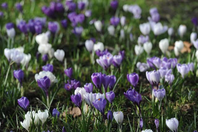 If you would like to have a blaze of orange, purple or white in your garden ahead of the spring season, then crocuses could be your choice.