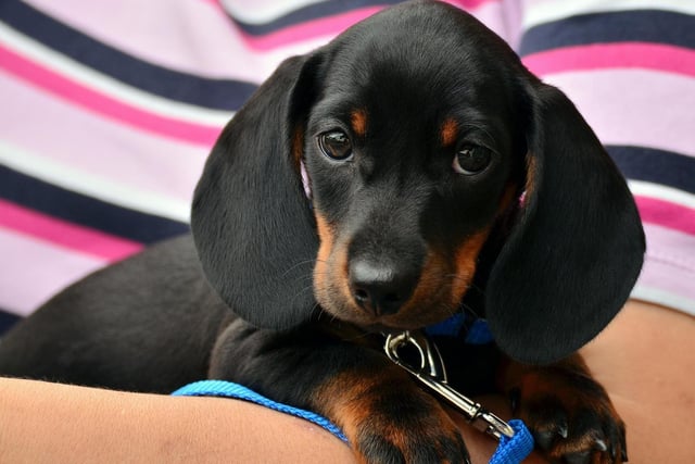 Dachshund puppies like this one are tiny and adorable....