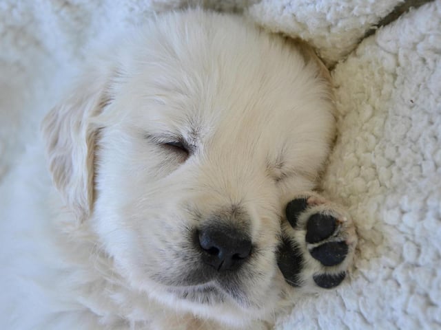 Couldn't be comfier - do not disturb...