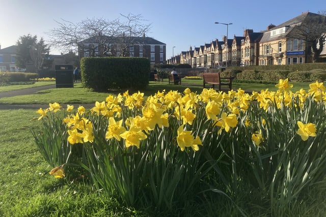 Sunshine coloured daffodils take centre stage.