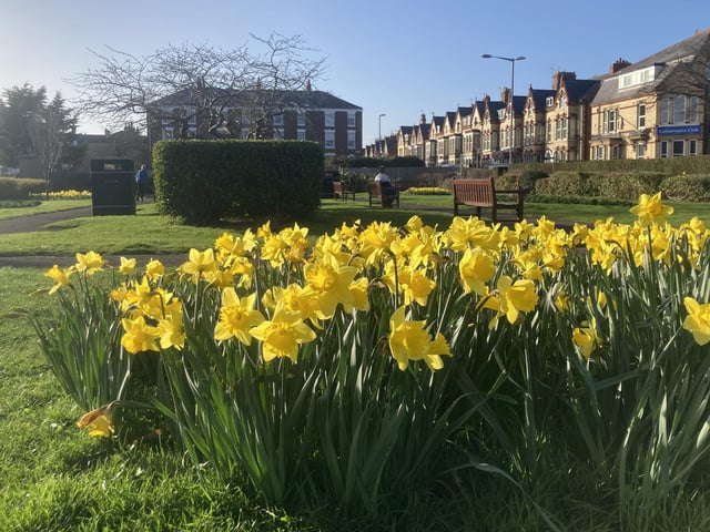 Sunshine coloured daffodils take centre stage.
