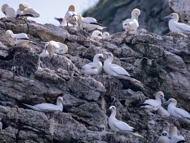 Gannets breed in significant numbers in only a few locations, including Bempton, and are an Amber List species.