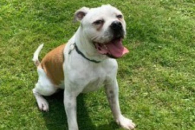 Casper is a two year old Bulldog, who is lovely but also nervous. He needs to be rehomed with experienced owners, who live in a quiet home away from traffic.  Casper has some issues with his gait and has had tests done, he does not require treatment at this stage but may require some as he gets older.
Call Bob on  01947 810787 to enquire.