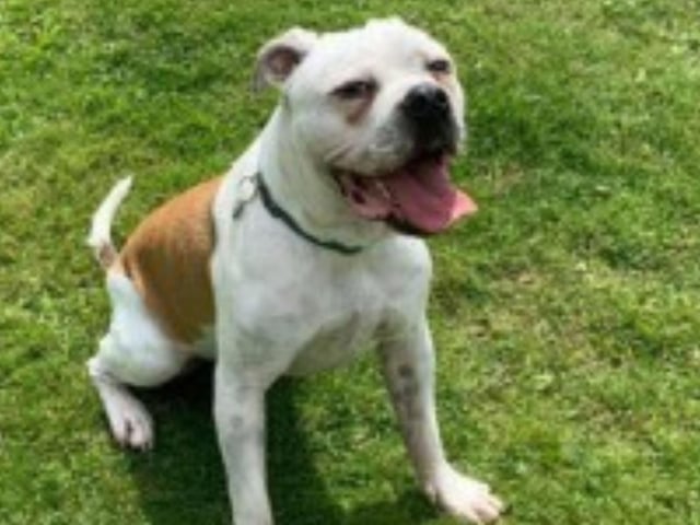 Casper is a two year old Bulldog, who is lovely but also nervous. He needs to be rehomed with experienced owners, who live in a quiet home away from traffic. Casper has some issues with his gait and has had tests done, he does not require treatment at this stage but may require some as he gets older.
Call Bob on 01947 810787 to enquire.