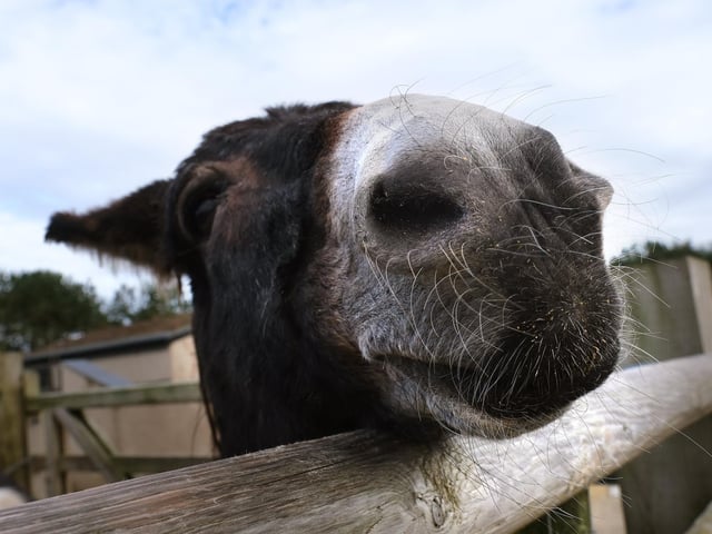 A donkey saying hello