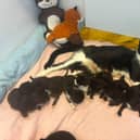 Three-year-old Lottie and her nine newborns were found by a member of the public in Wold Newton.