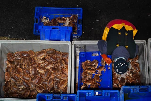 BRIDLINGTON, ENGLAND - JANUARY 31: Crabs are sorted before being stacked in Bridlington Harbour on January 31, 2025 in Bridlington, England. Bridlington is the leading shellfish port in Europe. The Independent Shellfishermens' Co-operative (ISC) handles approximately 200 tonnes of lobster and 300 tonnes of brown crab annually sold to restaurants, wholesalers, and food processing facilities across the United Kingdom and Europe.