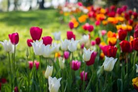 Plant tulips now for a burst of colour this spring